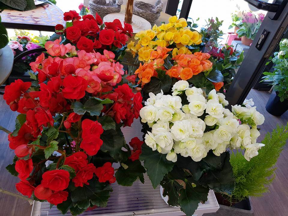FLEUR DE LUNE Fleuriste A Saint Brieuc Image 12 1