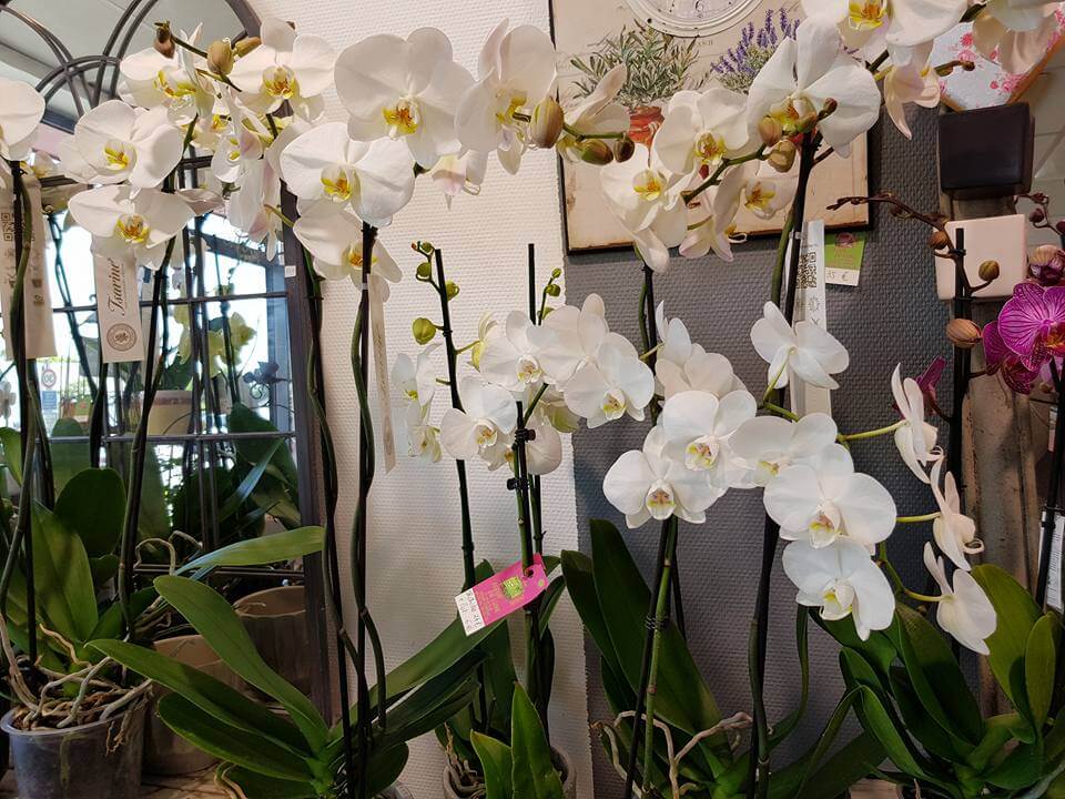 FLEUR DE LUNE Fleuriste A Saint Brieuc Image 8 1
