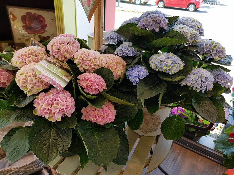 FLEUR DE LUNE Fleuriste A Saint Brieuc Image 9 1